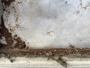 外壁を張り替えする際に白アリが発生
