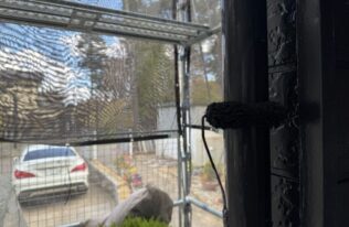 雨樋上塗り　状況